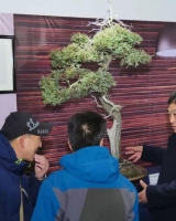 漢風(fēng)起兮 徐州首屆盆景、賞石藝術(shù)展